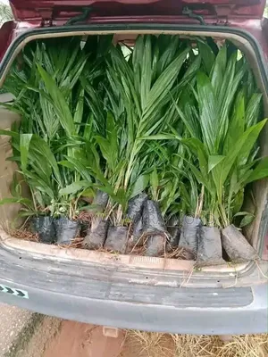 Horticulture