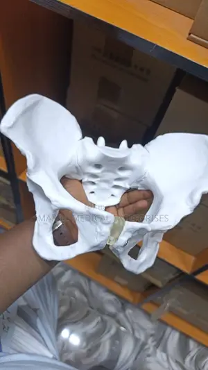 Bone Pelvis Model