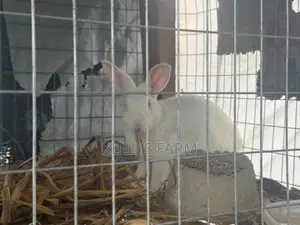 Rabbit Farm Located in Sapele Delta State