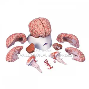 Brain Model