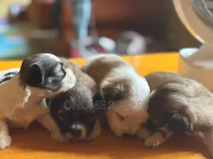 1-3 months Male Purebred Lhasa Apso