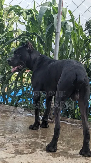Stud Mating Service
