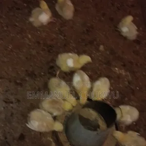Chickens Local /Boilers