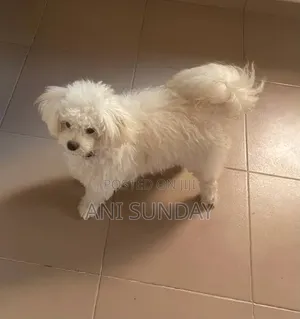 3-6 months Male Purebred Lhasa Apso