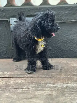 1-3 months Male Purebred Poodle