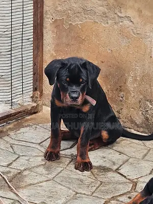 3-6 months Male Purebred Rottweiler
