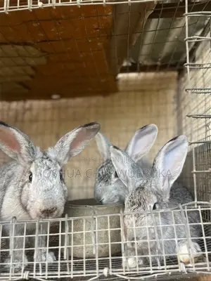 American Chinchillas Bunnies