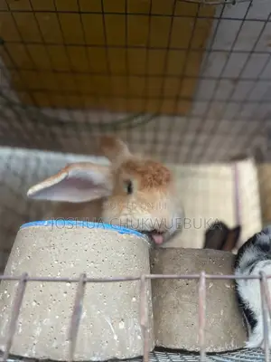 Pet Angora