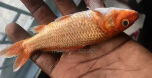 Orange Goldfish