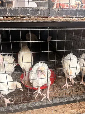 Friegn and Local Turkeys