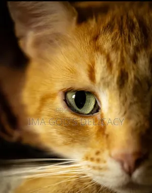 1+ year Male Mixed Breed Tabby