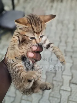 1-3 months Female Purebred Tabby