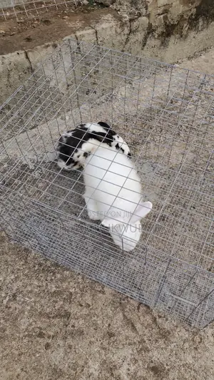 Bunnies and Cage