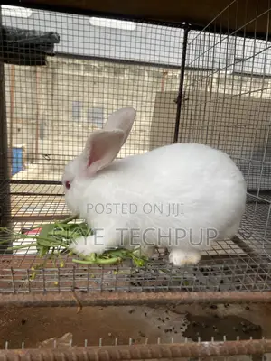 Healthy Meat Rabbits For Sale – Fast Growing Breed