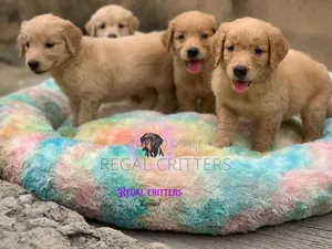 1-3 months Female Purebred Golden Retriever
