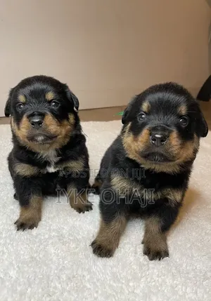 1-3 months Male Purebred Rottweiler