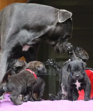 1-3 months Male Purebred Cane Corso