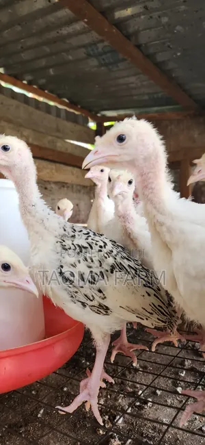 4 - 8 Weeks Old Local Turkey