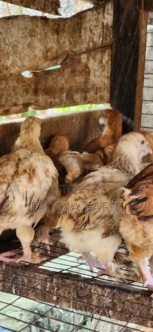 Noiler Chicken 4 Weeks to 6 Weeks