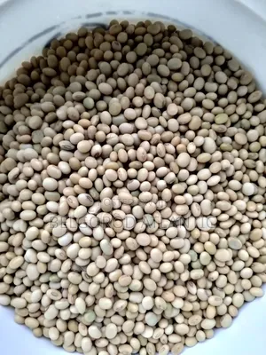 Soyabean Seed