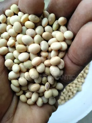 Soyabean Seed
