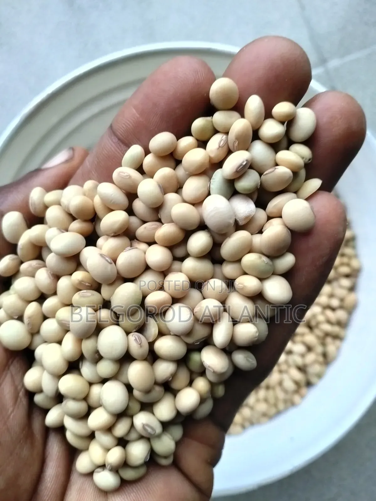 Soyabean Seed