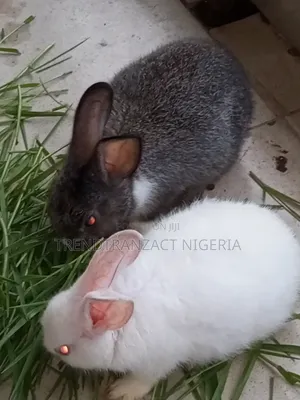 American Chinchilla Rabbits