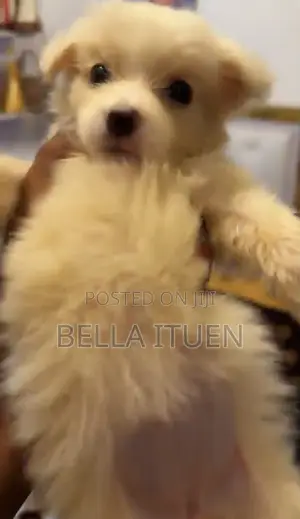 1-3 months Female Purebred American Eskimo
