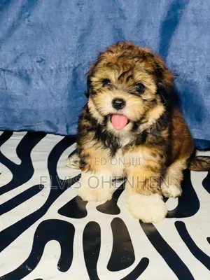 1-3 months Male Purebred German Shepherd
