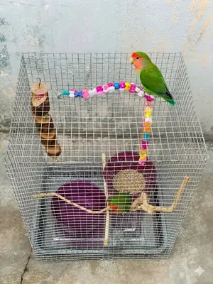 Love Bird Parrots