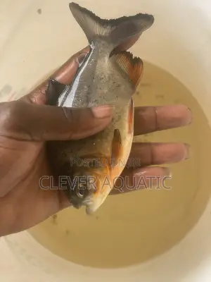 Red Belly Pacu