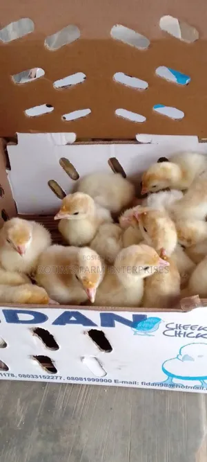 Day Old Layers And Broilers