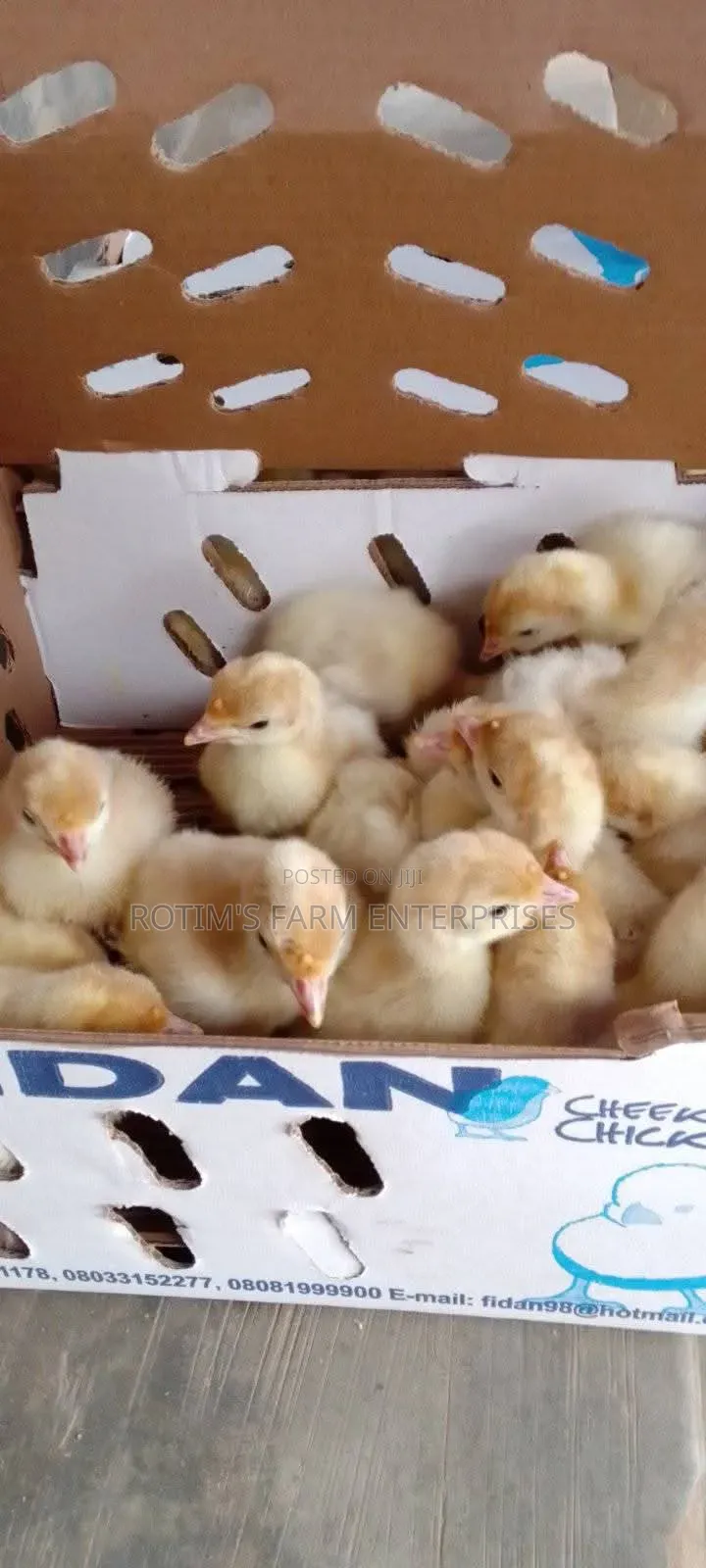 Day Old Layers And Broilers