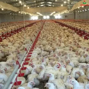 Day Old Layers And Broilers