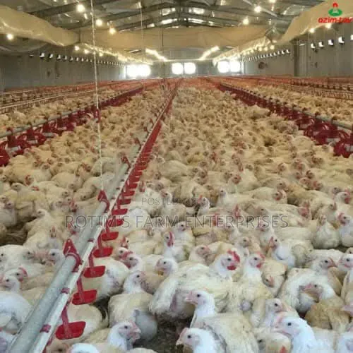 Day Old Layers And Broilers