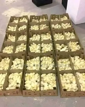 Day Old Layers And Broilers