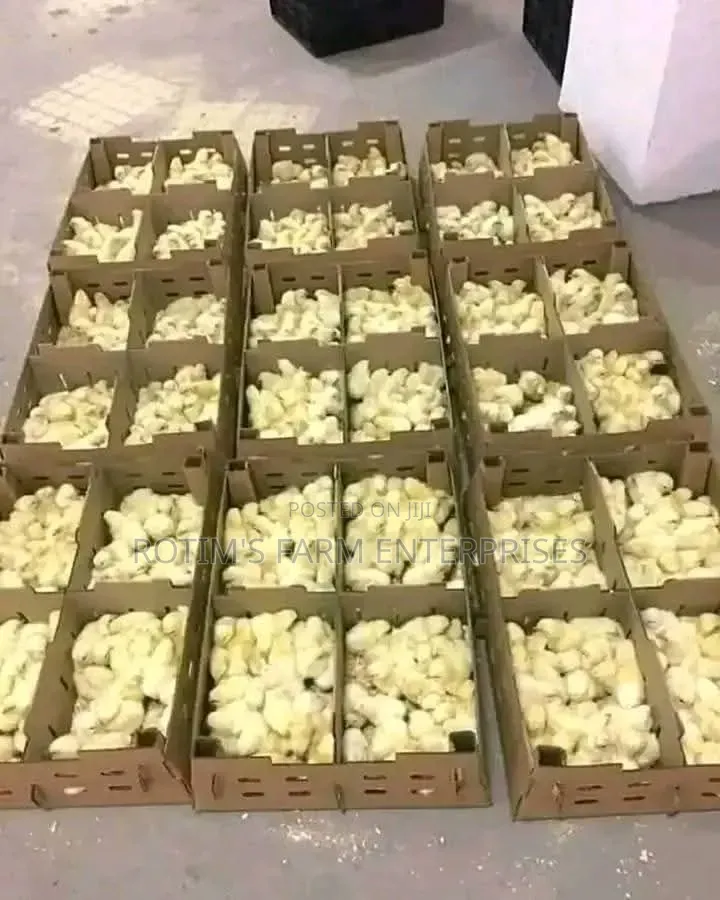Day Old Layers And Broilers