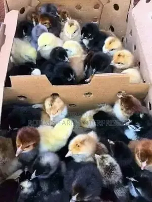 Day Old Layers And Broilers