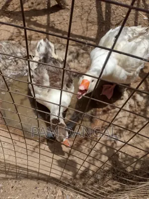 Matured Geese