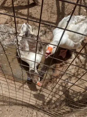 Matured Geese