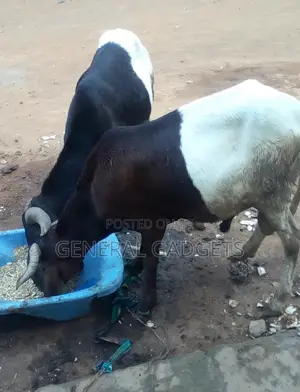 Ileyah Big Ram / Agbo
