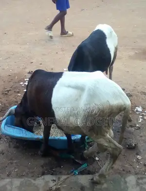 Ileyah Big Ram / Agbo