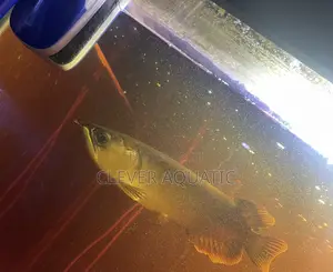 Arowana Fish