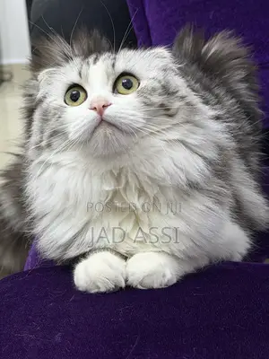 0-1 month Male Purebred Scottish Fold