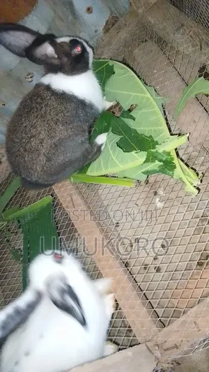 Good Rabbit Available