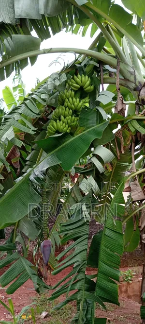 Bunch of Plantain and Banana for Sale
