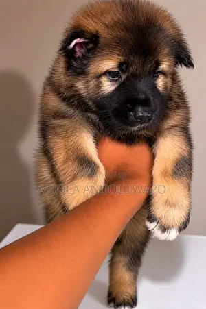 0-1 month Female Purebred Caucasian Shepherd