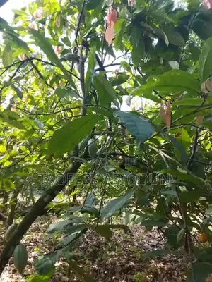 For Sale 100 Acre's of Land at Ilesa Osogbo Rd