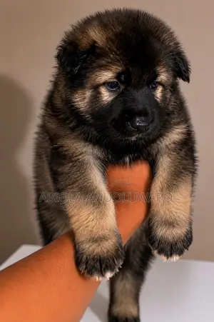 0-1 month Male Purebred Caucasian Shepherd