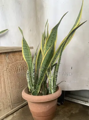 Sansevaria